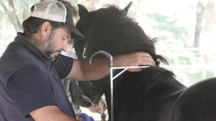 A Lago Monti &laquo;promossi&raquo; 7 stalloni bardigiani su 9: via libera per la partecipazione a mostre e rassegne