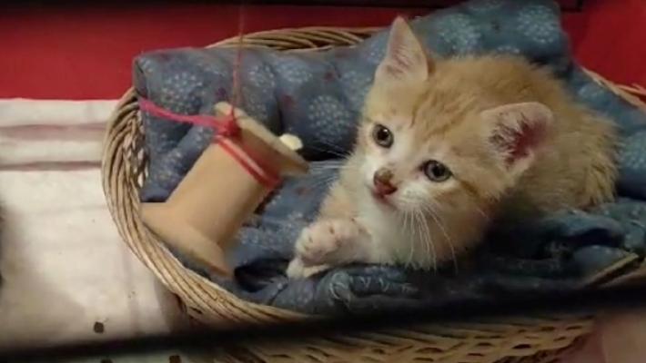 Salsomaggiore, salvati due gattini abbandonati