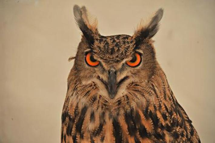 Il 4 agosto la Giornata mondiale del Gufo, eventi social