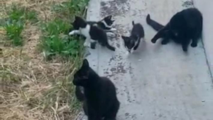 Gatti avvelenati a Pilastro: un'altra micia &egrave; morta dissanguata. Si chiamava Mim&igrave;. Gialdi: &laquo;Sconvolgente&raquo;