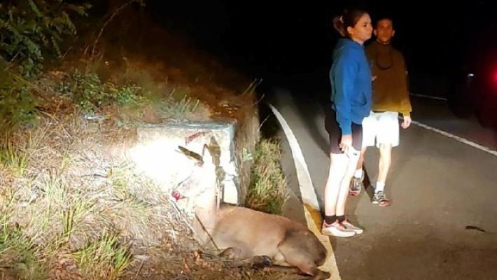 Berceto, schianto nella notte fra una moto e una cerva