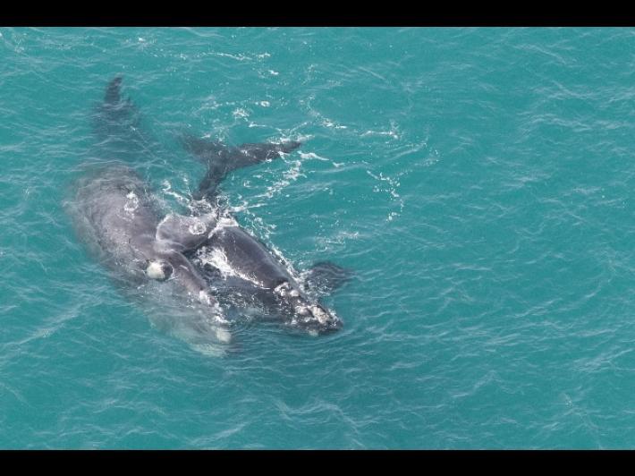 Snorkeling tra le balene in Australia, donna ferita