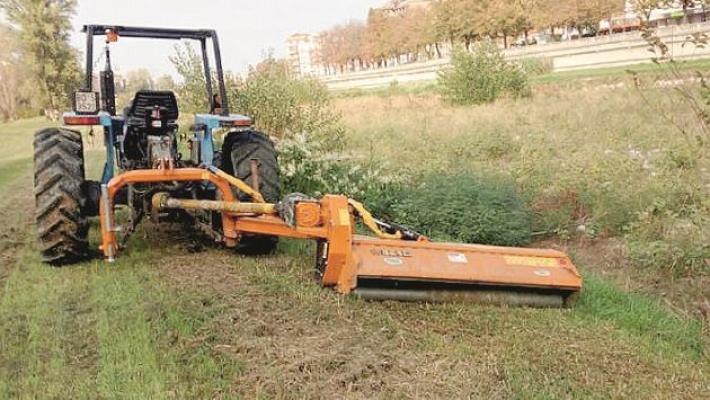 Alberi malati, tagli al via nei torrenti