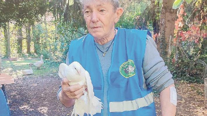 Una colomba bianca ricoverata al Rifugio Matildico