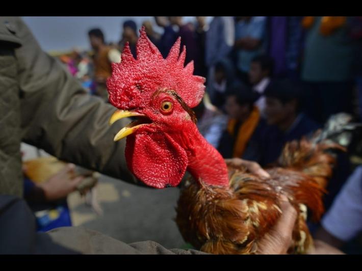 Multa da 166 euro (a 83 anni) perch&eacute; il  suo gallo canta troppo presto