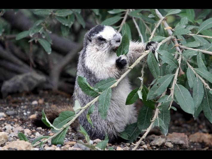 Mongolia: muore di peste bubbonica, villaggio in lockdown