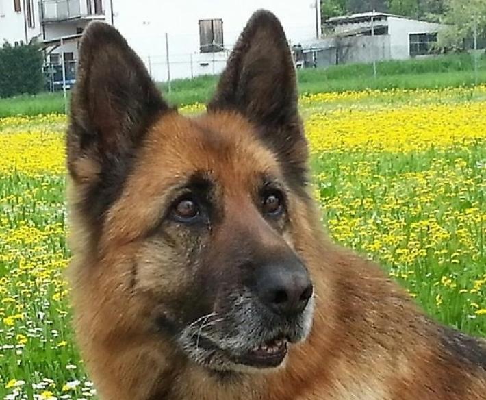 Ritrovata Luna. "Ma non se n'&egrave; andata da sola"