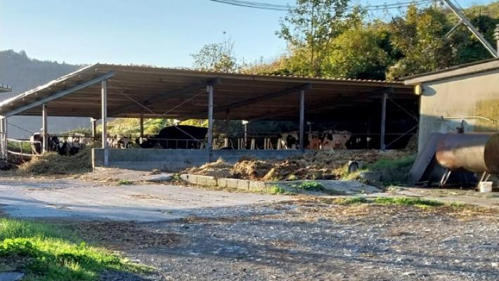 Solignano, i lupi tornano nella stessa azienda agricola il giorno dopo e uccidono un'altra mucca