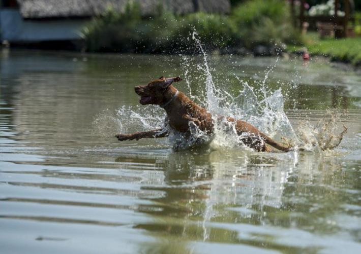 Si tuffa nel Po per salvare il suo cane, morto 42enne