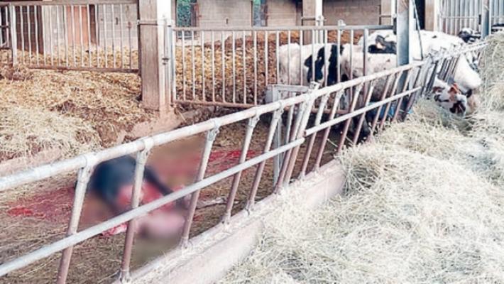 Solignano, i lupi fanno un'altra vittima nella stessa stalla