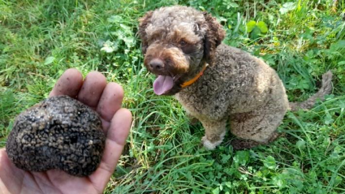 Tartufai di ieri e di oggi della Valtaro e Valceno