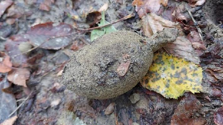Trovata una bomba a mano: fatta brillare una dai militari