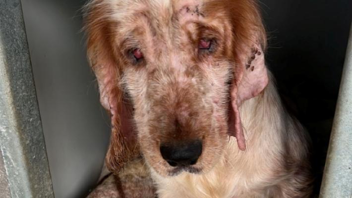 Accolti a Parma 18 cani salvati dal canile lager