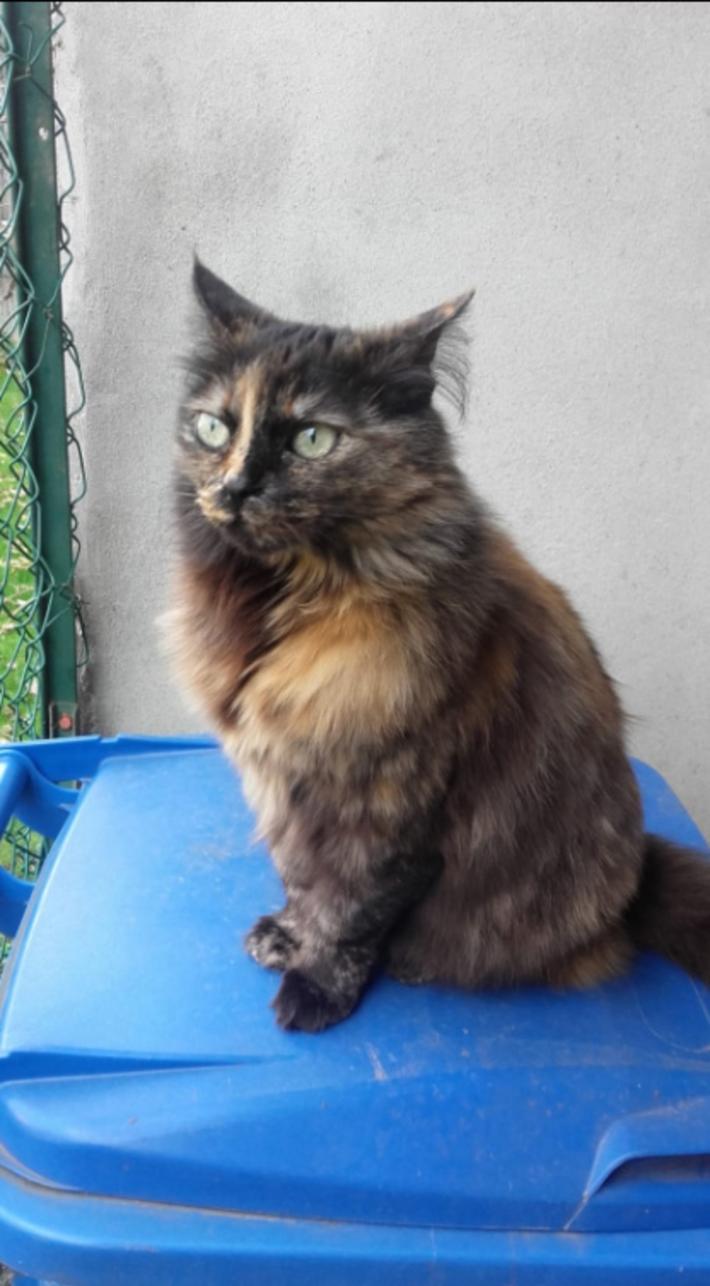 Miguli, scomparsa a Collecchio