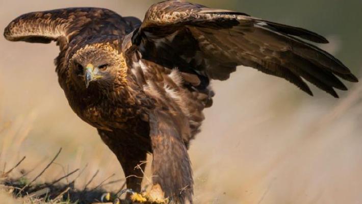 Parma capitale dell'aquila reale: i pi&ugrave; grandi esperti a Giarola