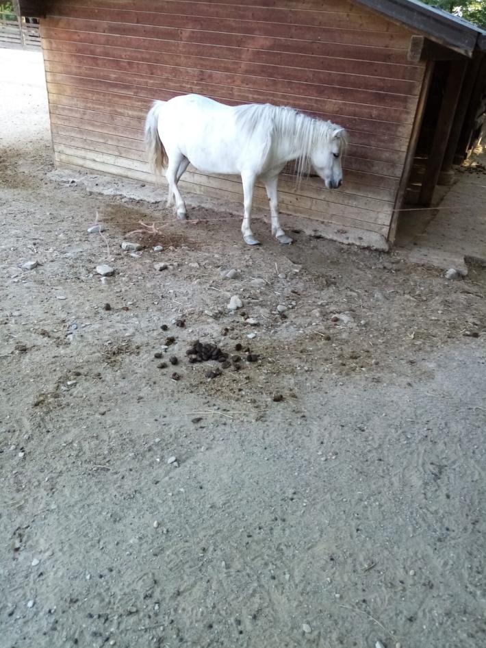&laquo;Al Parco Nevicati animali malati e sotto il sole&raquo;