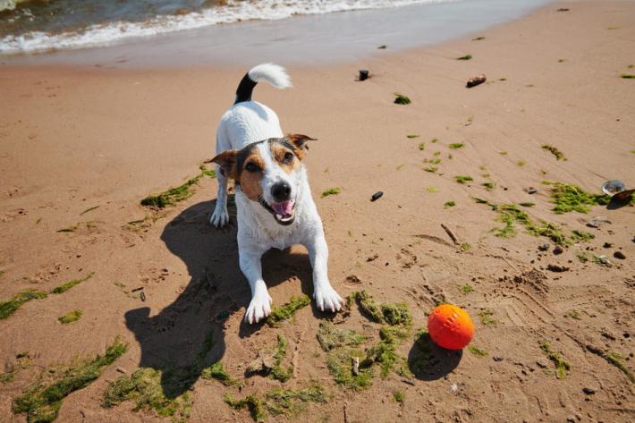 Cani in spiaggia, il decalogo Oipa per vacanze a quattro zampe