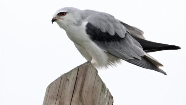 Avvistato un nibbio bianco: forse &egrave; la prima volta
