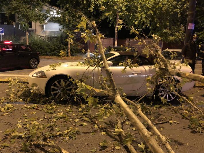 Pianta cade su una Jaguar parcheggiata