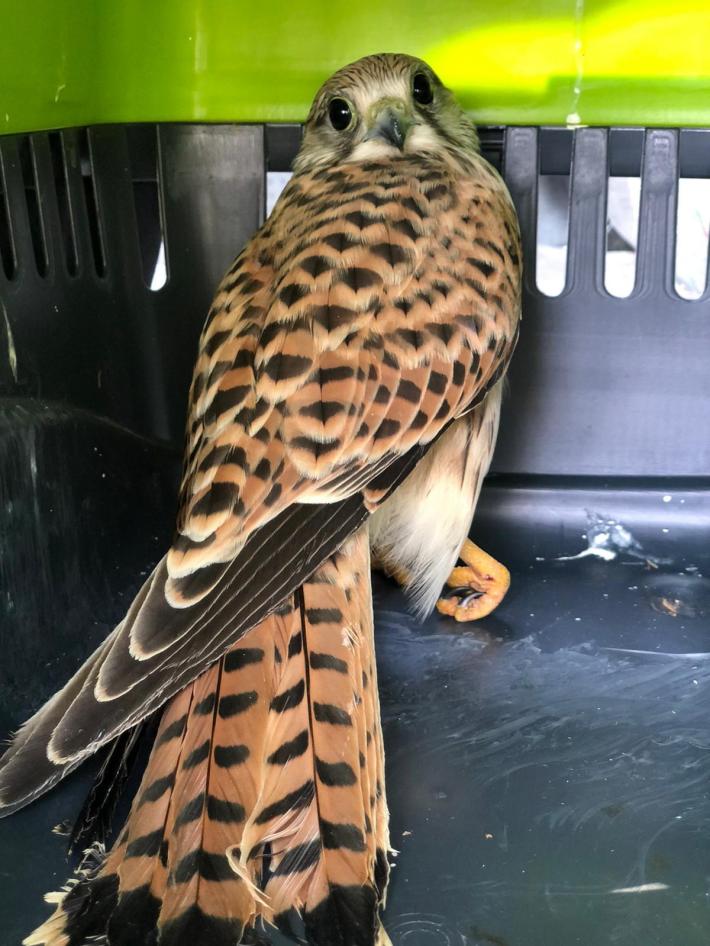 Mor&igrave;a di rapaci, le cause? Un vecchio cavo e una malattia