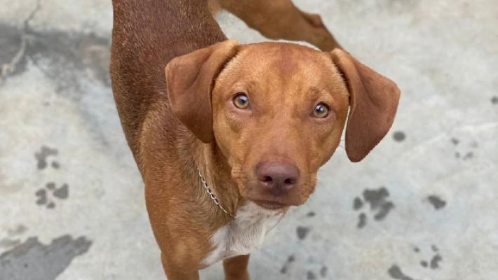 Takoda, rubato da canile municipale  e ritrovato