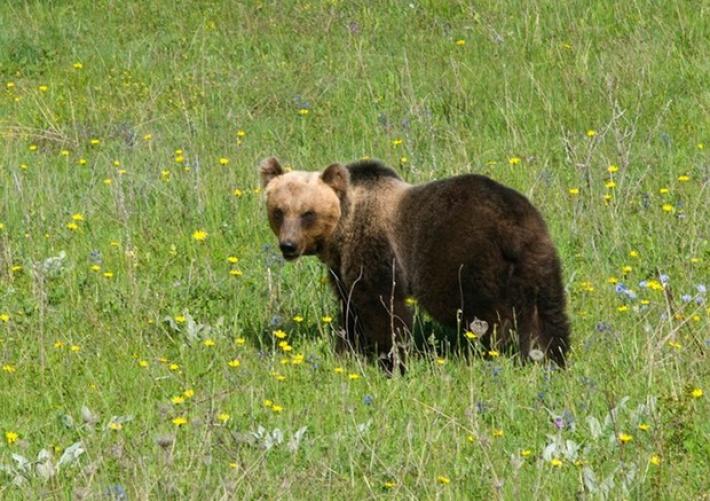 Orso aggredisce carabiniere ad Andalo, catturato