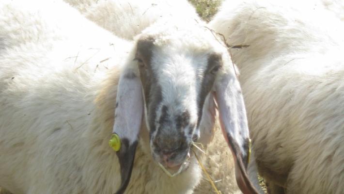 I lupi sbranano cinque montoni