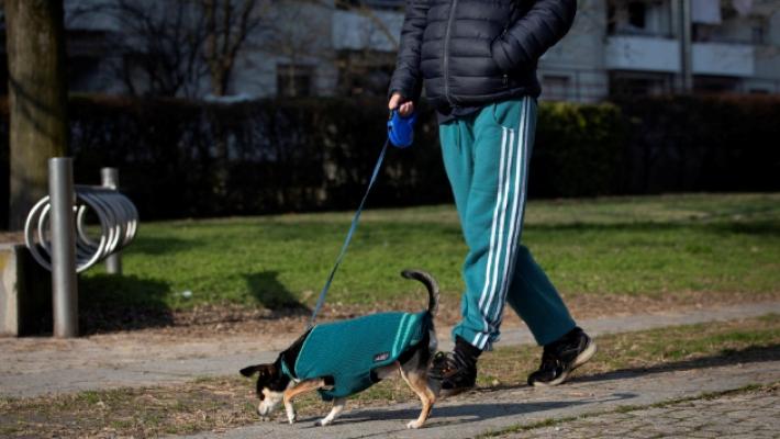 Bocconi avvelenati in 4 zone di Parma: &laquo;Ho visto uno che di notte spargeva carne trita al Montanara: 50 anni, piumino e cicciottello&raquo;