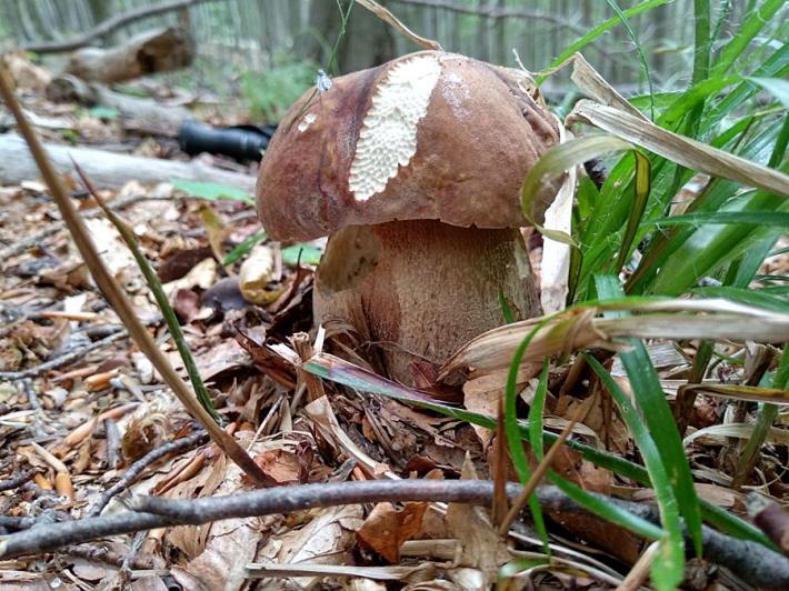 L'oro dei boschi spunta all'improvviso