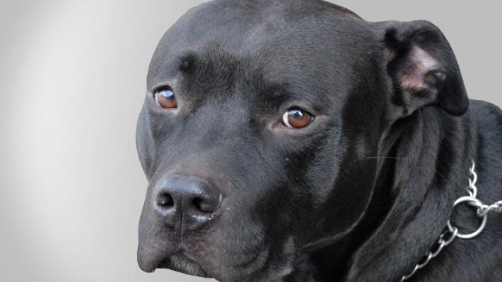 Pitbull abbandonato a San Secondo: nei guai il padrone