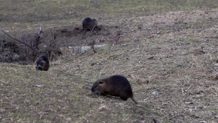 Le nutrie assediano il quartiere Colombo