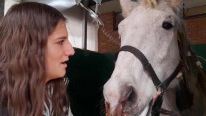 Fidenza, addio &laquo;Bibi&raquo;, il cavallo di Rebecca Balvi: una colica fatale al vincitore di tante gare
