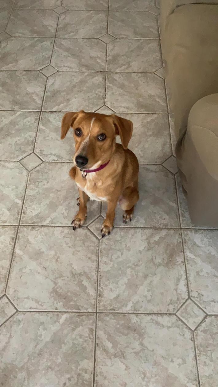 Chi ha visto la piccola Bonnie?