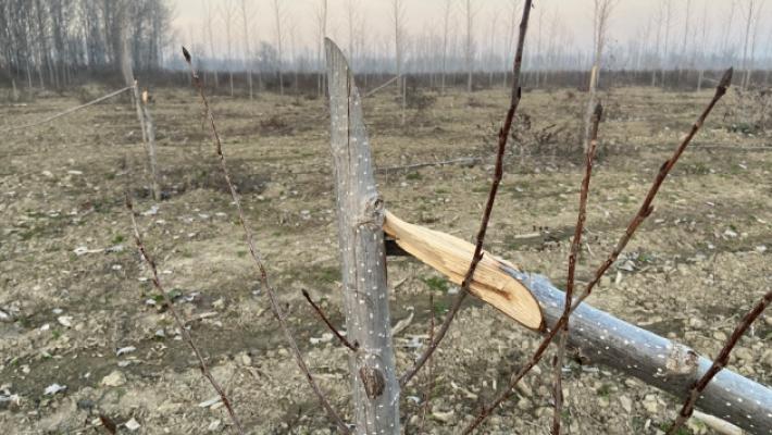 Vandali in golena a Sissa: spezzati 200 pioppi