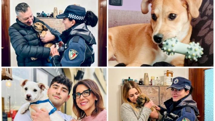 Quattro cuccioli abbandonati hanno trovato una famiglia