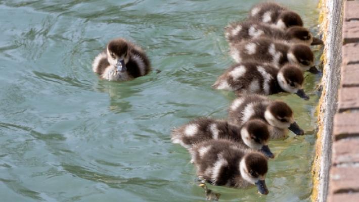 Spettacolo al laghetto del Parco Ducale: nati 8 pulcini dalla splendida coppia di oche &laquo;sacre&raquo; egiziane
