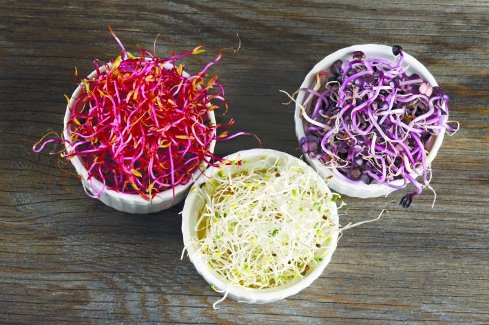 I germogli: Non ci resta che scegliere. Tante variet&agrave; da preparare e gustare a casa 