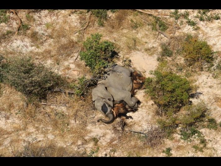 Strage di elefanti in Zimbabwe, colpa di un batterio