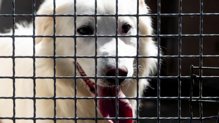 Cani e gatti: troppi abbandoni