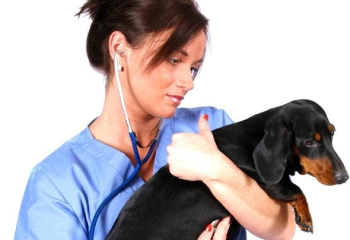 Cosa fare se un cane morde un altro cane