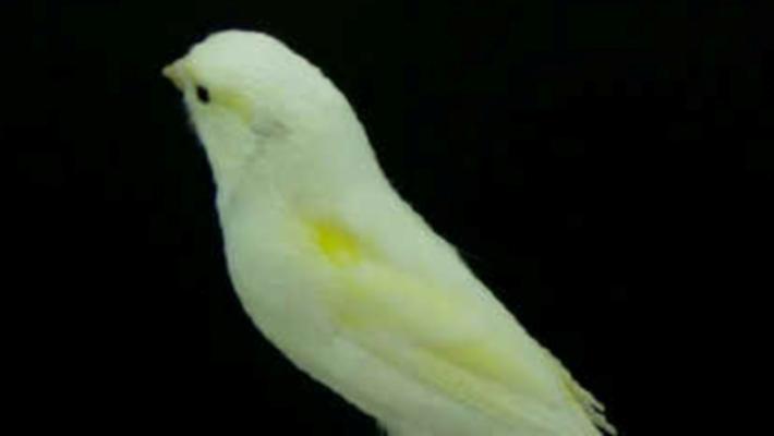 Cantina svaligiata: i ladri rubano i canarini &laquo;pi&ugrave; belli del mondo&raquo;