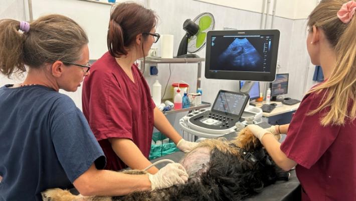 Ospedale veterinario: pi&ugrave; spazi, pi&ugrave; servizi