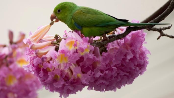 I parchi invasi dai pappagalli