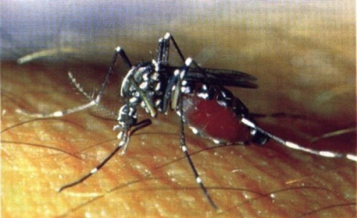 Dengue: un parmigiano all'ospedale