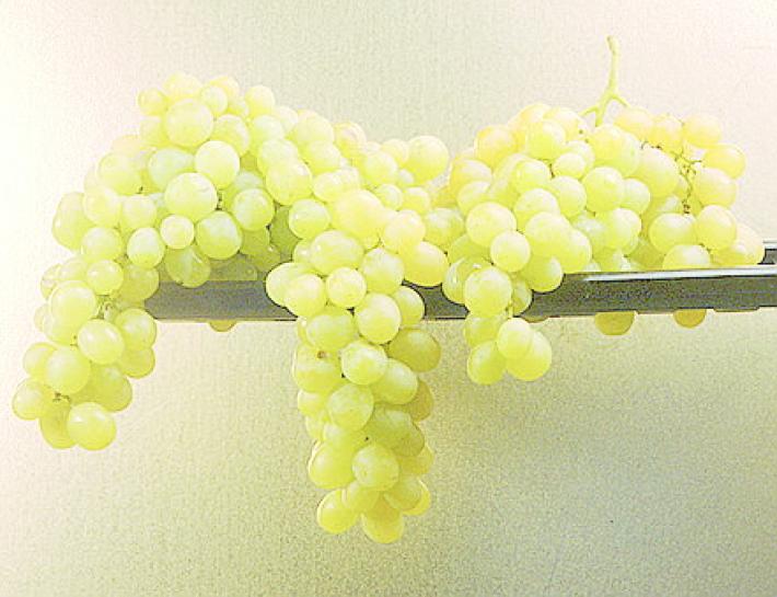 Uva nel bicchiere e in cucina Duttile e irresistibile, sempre in auge