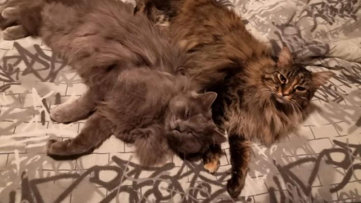 I gatti Penelope e Rocky avvelenati con l'antigelo