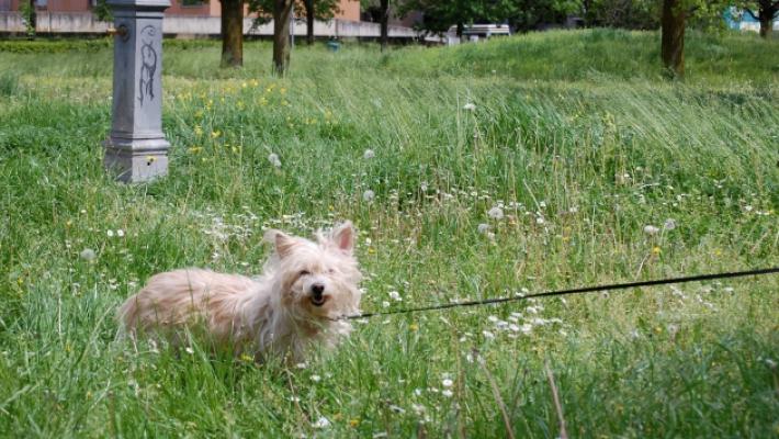 La mappa dei parchi dove ancora non sono partiti gli sfalci, I cittadini: &laquo;Mai vista l'erba cos&igrave; alta. E pu&ograve; essere un problema&raquo;