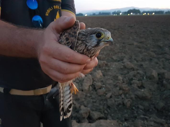Corcagnano: i vigili del fuoco liberano un gheppio che si era impigliato in alcuni cavi 