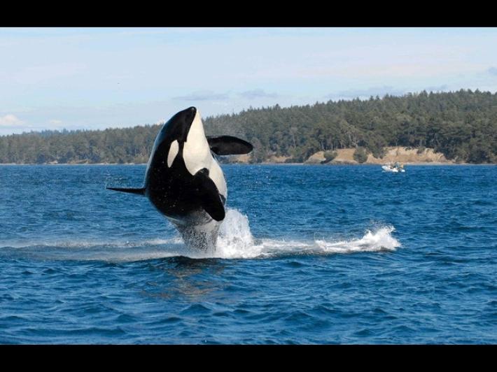 Orche contro barche, &egrave; allarme in Spagna e Portogallo