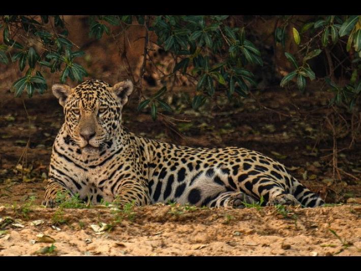 Uccise e film&ograve; la morte del giaguaro, risarcir&agrave; la collettivit&agrave; brasiliana